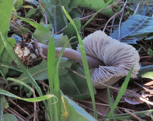 Variet� di Mycena ?
